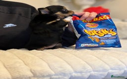 Chihuahua dogs for sale: Gorgeous tiny long coated chihuahua puppies  - Image 6