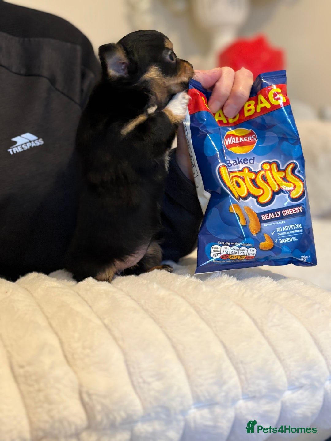 Chihuahua dogs for sale: Gorgeous tiny long coated chihuahua puppies  - Image 6