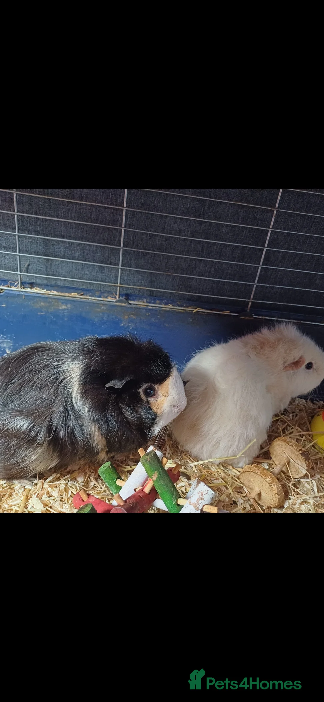 Guinea Pig rodents for sale: Two sweet guinea pigs + full setup - Advert 14