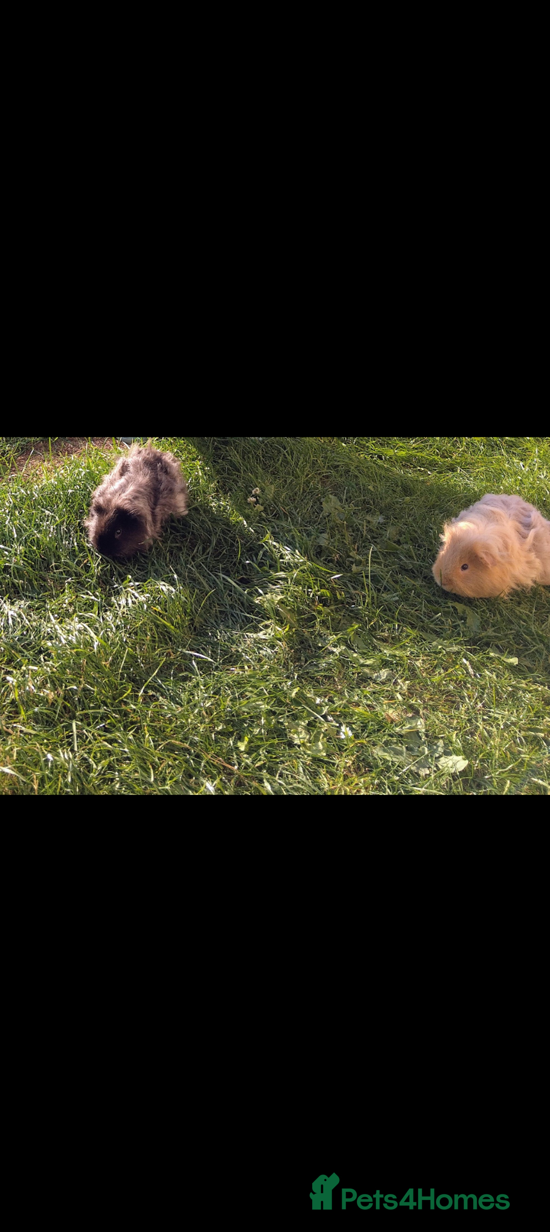 Guinea Pig rodents for sale: Rare Tiny miniature breed male female texel  - Advert 1