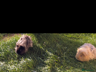 Guinea Pig rodents Rare Tiny miniature breed male female texel - Advert 10