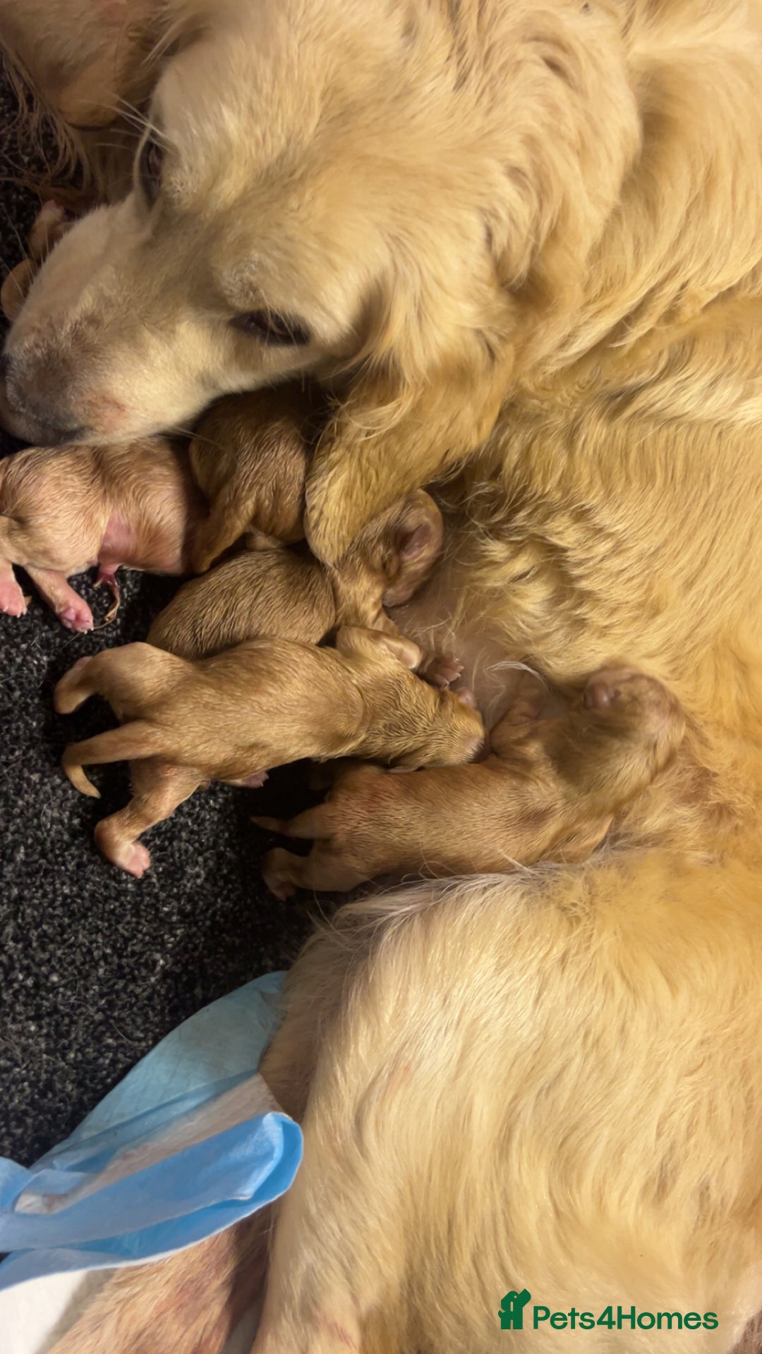 Goldendoodle dogs for sale: F1 golden doodle - Advert 3