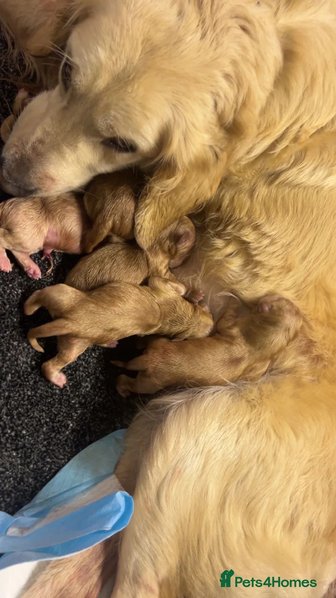 Goldendoodle dogs for sale: F1 golden doodle 5 left viewings now available. - Advert 14