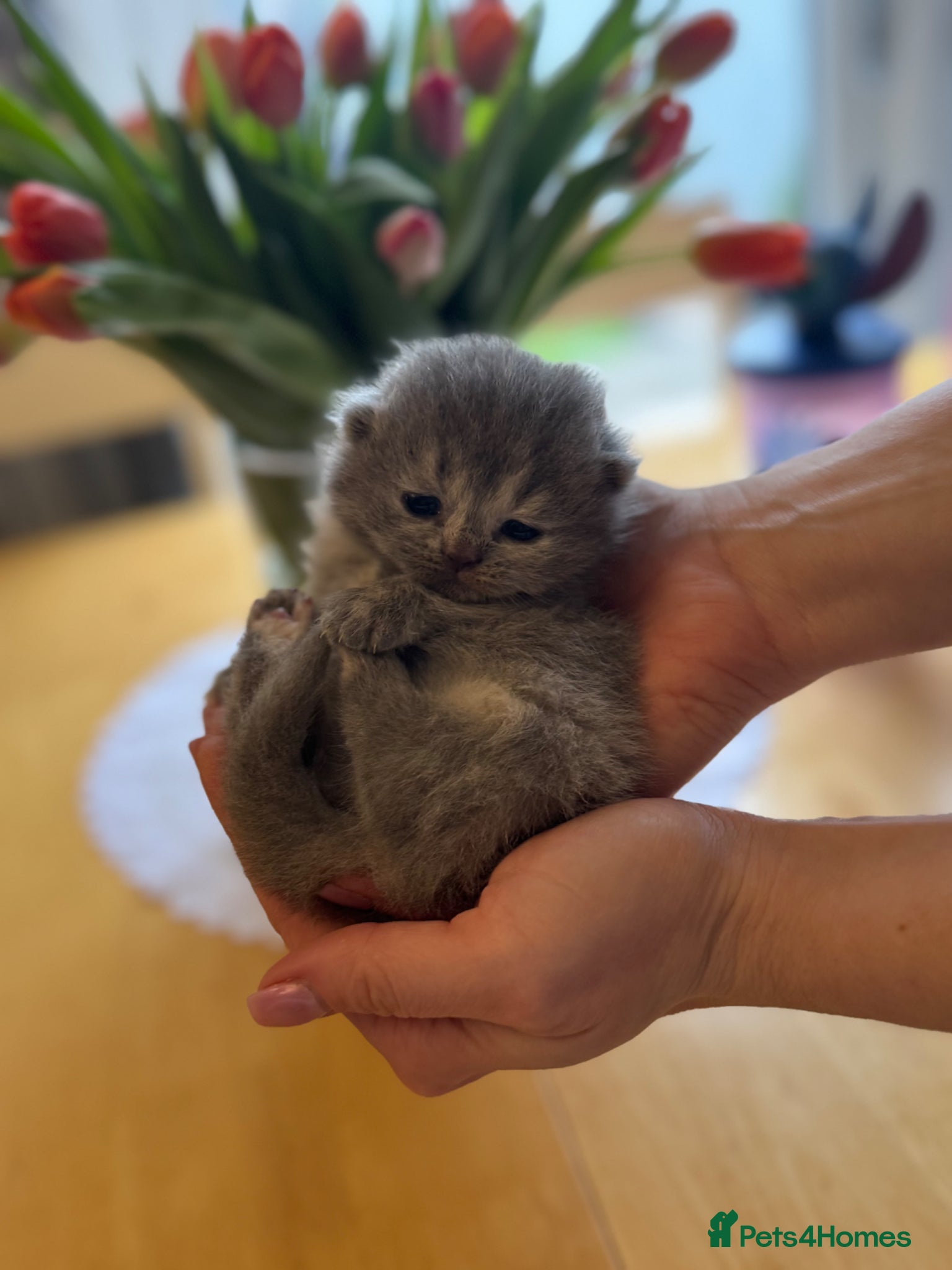 British Shorthair cats BRITISH SHORTHAIR KITTENS AVAILABLE 😻😻😻 - Advert 13
