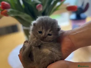 British Shorthair cats BRITISH SHORTHAIR KITTENS AVAILABLE 😻😻😻 - Advert 13