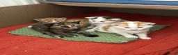 Mixed Breed cats for sale: Kittens - Advert 2
