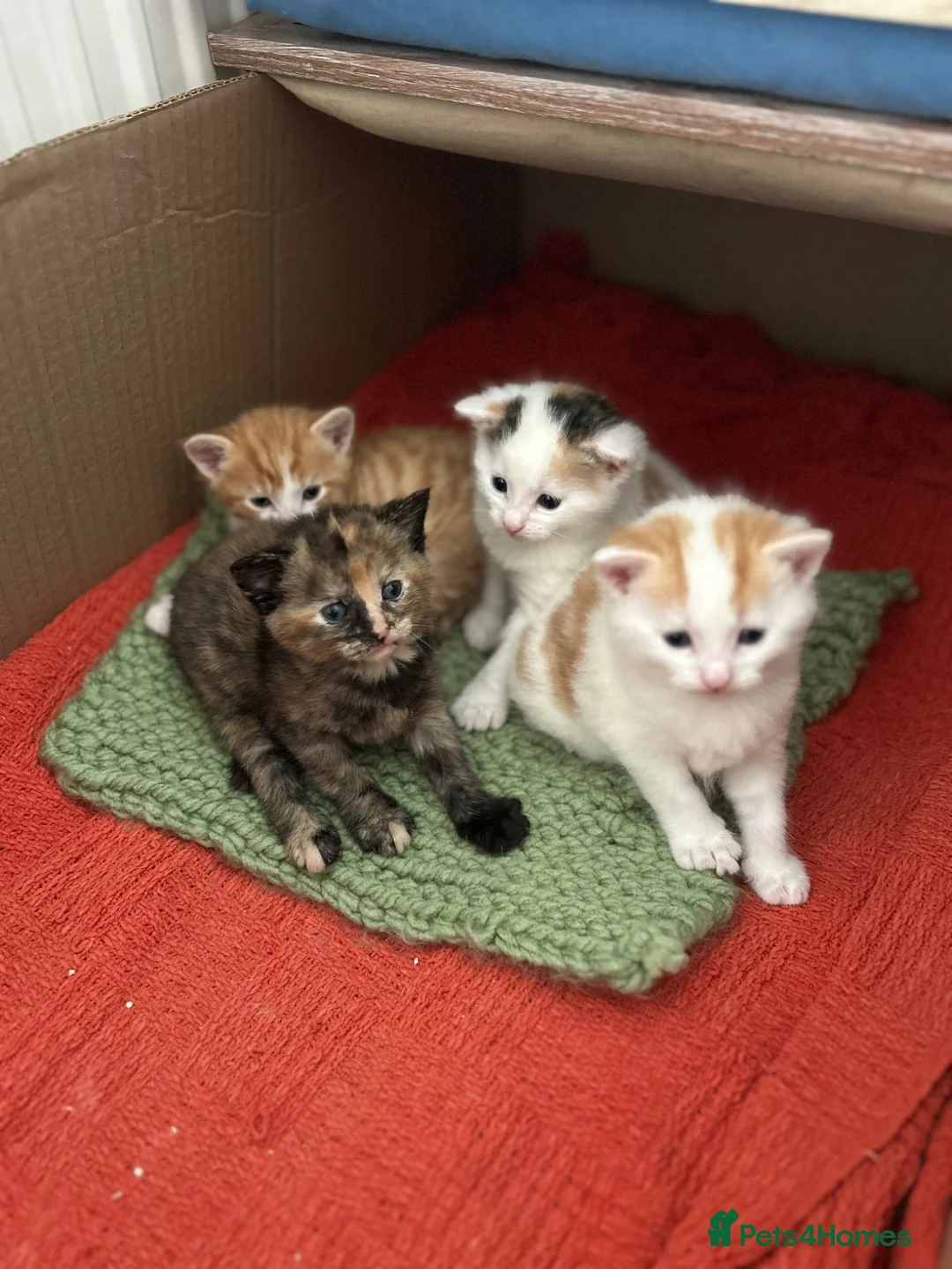 Mixed Breed cats for sale: Kittens - Advert 2