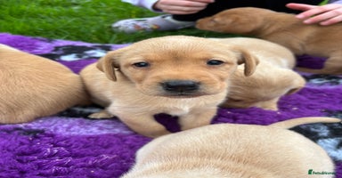 Labrador Retriever dogs - Advert 6