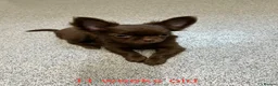 Chihuahua dogs for sale: Long-Haired Precious Tiny Chelsea Chihuahuas  - Advert 15