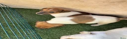 Jack Russell dogs for sale: 6 beautiful Jack russle puppies  in Bristol - Advert 8
