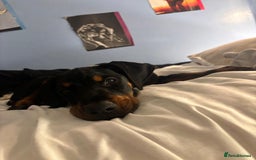Dobermann dogs for sale: Female Doberman 14 weeks  - Image 10