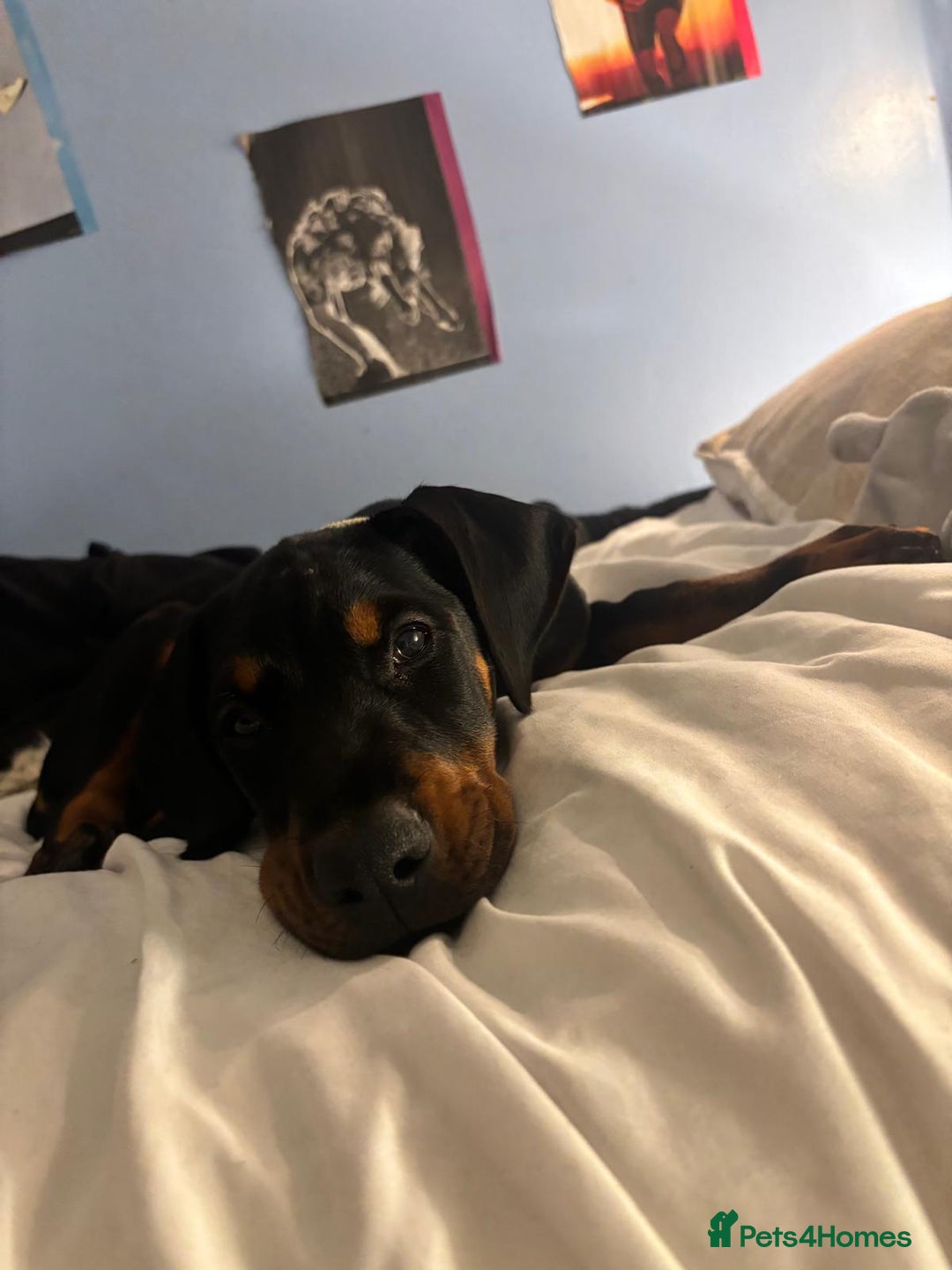Dobermann dogs for sale: Female Doberman 14 weeks  - Image 10