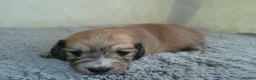 Miniature Dachshund dogs for sale: Stunning litter of Lh mini dachshunds  - Advert 22