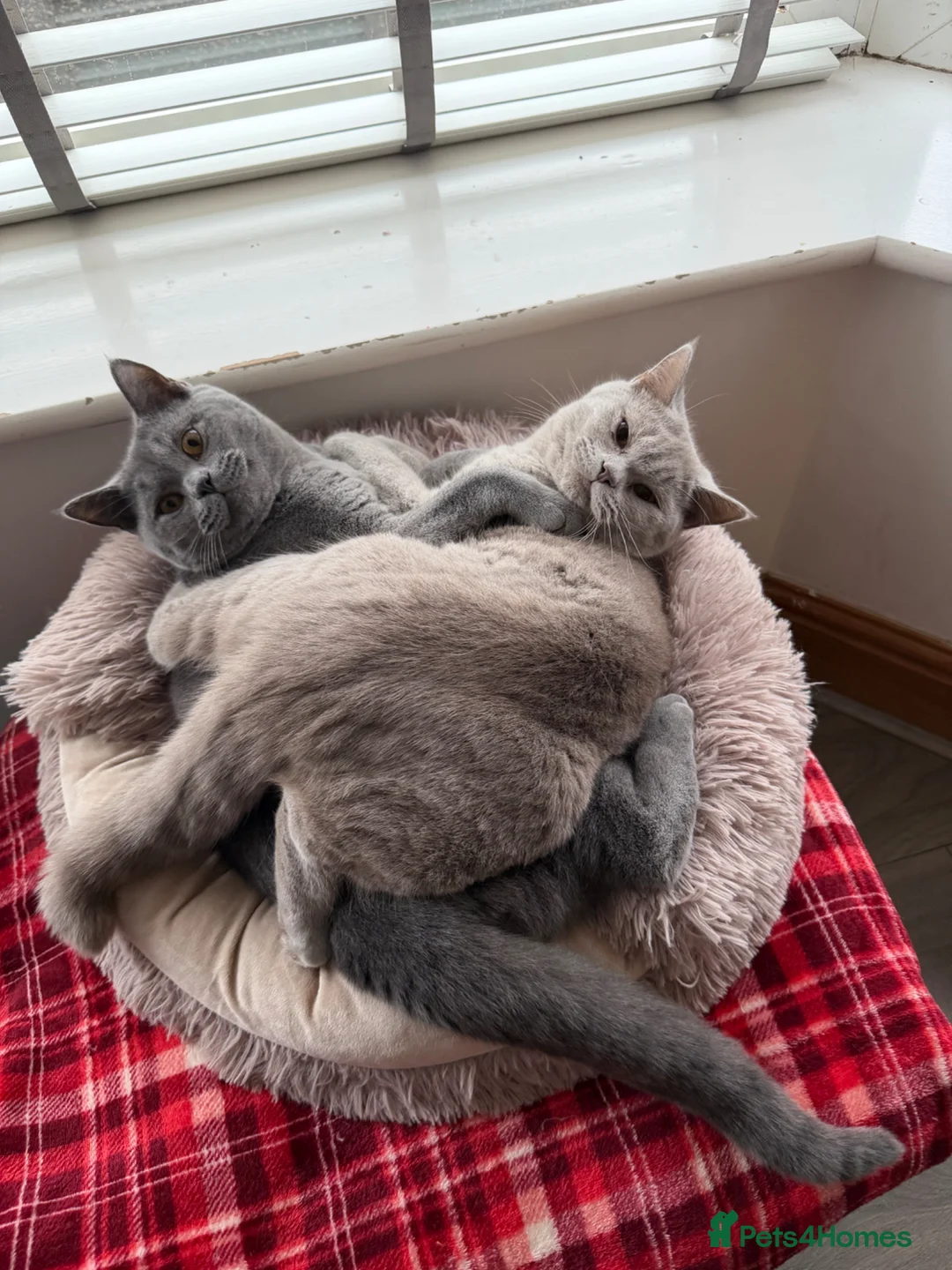 British Shorthair cats for sale: Brother and sister British Shorthair  - Advert 5