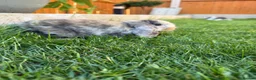 Mini Lop rabbits for sale: Mixed Mini Lop baby rabbits  in Maidstone - Advert 5