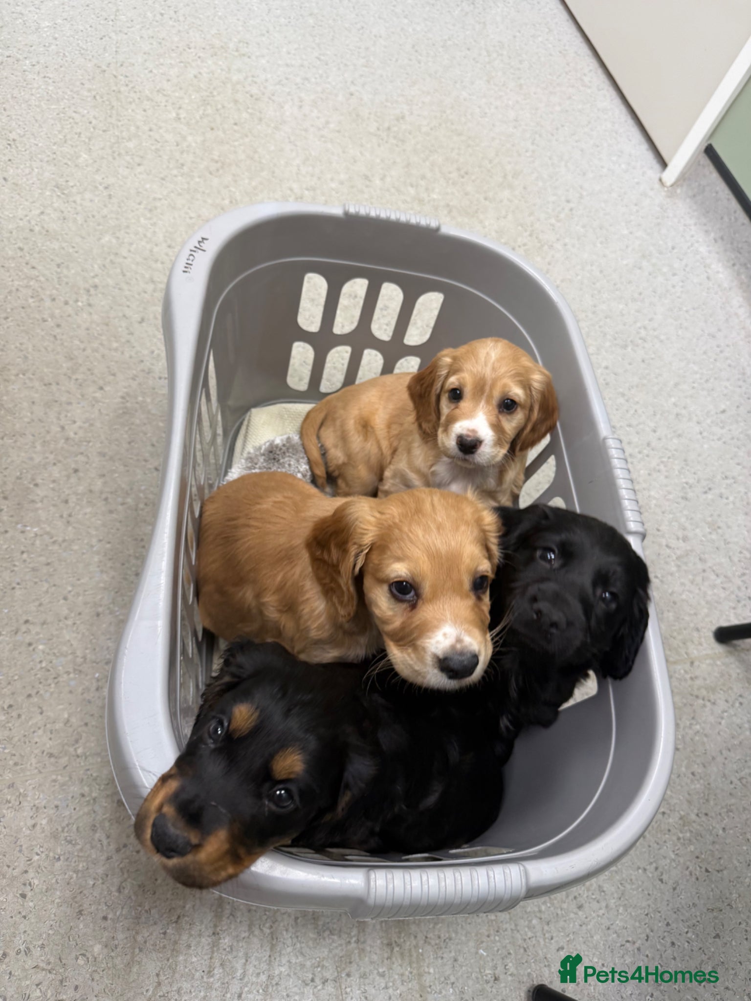 Cocker Spaniel dogs 1 boy1 girl remaining cocker spaniels ready 07/05 - Advert 7