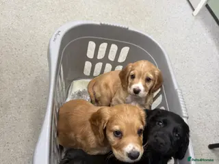 Cocker Spaniel dogs 1 boy1 girl remaining cocker spaniels ready 07/05 - Advert 7