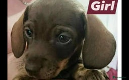 Miniature Dachshund dogs for sale: Miniature daschund puppies for sale  - Image 4