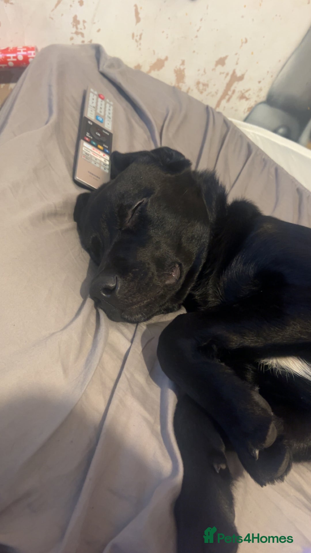 Labrador Retriever dogs for sale: Otis  - Advert 3