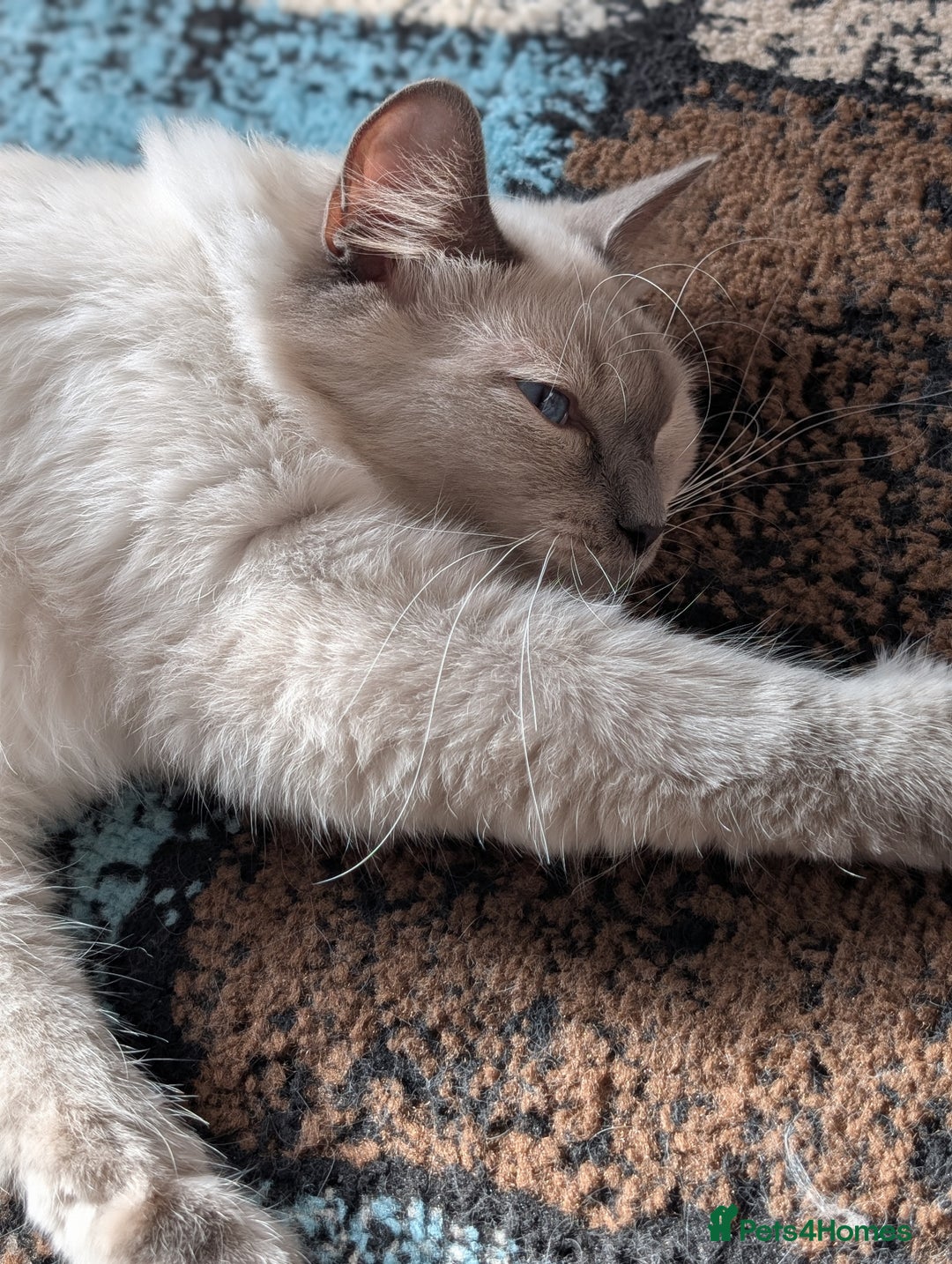 Ragdoll cats for sale: 1 year old Male blue point ragdoll  - Advert 8