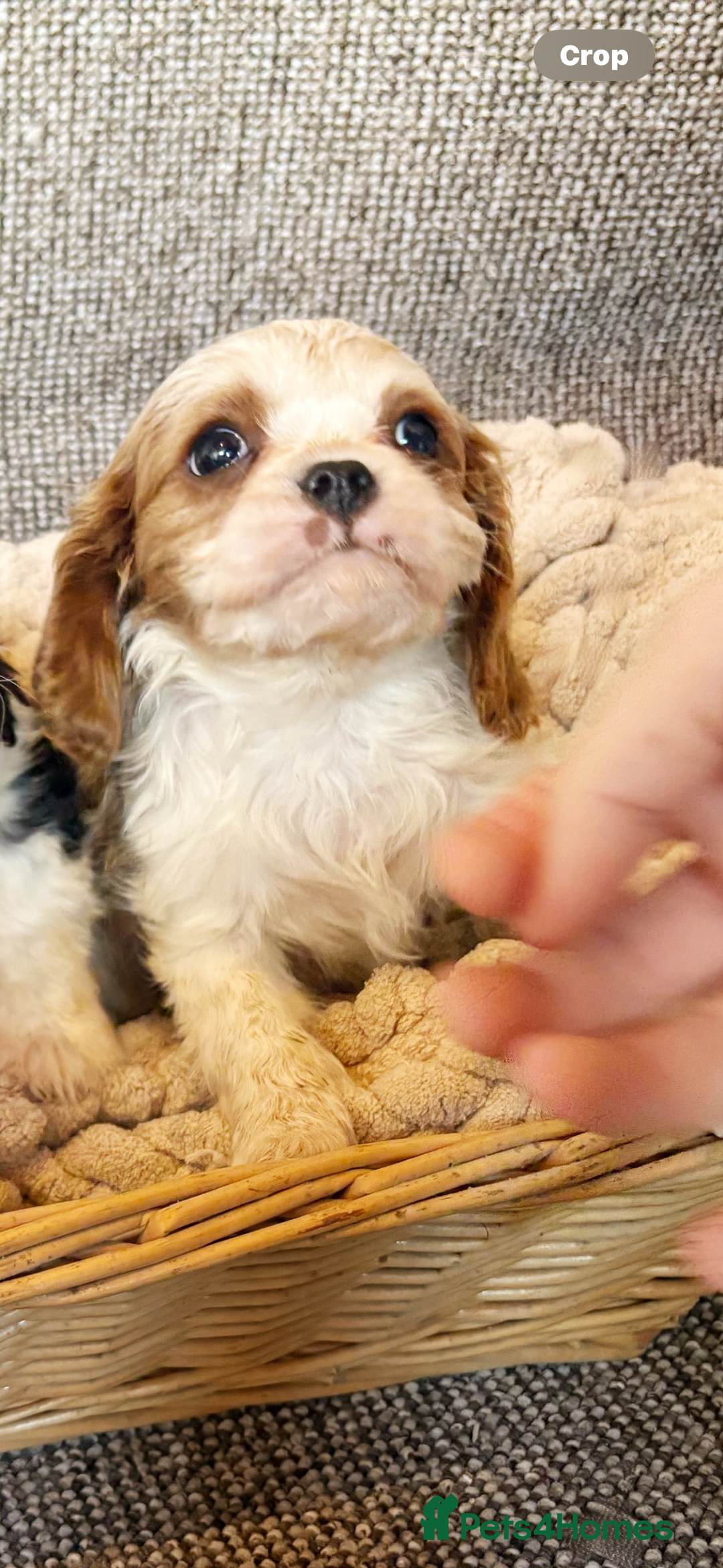 Cavalier King Charles Spaniel dogs for sale: Cavalier King Charles Puppys   - Advert 10