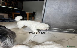 Yochon dogs for sale: Yorkshire Terrier mix with Bichon Maltese - Image 3