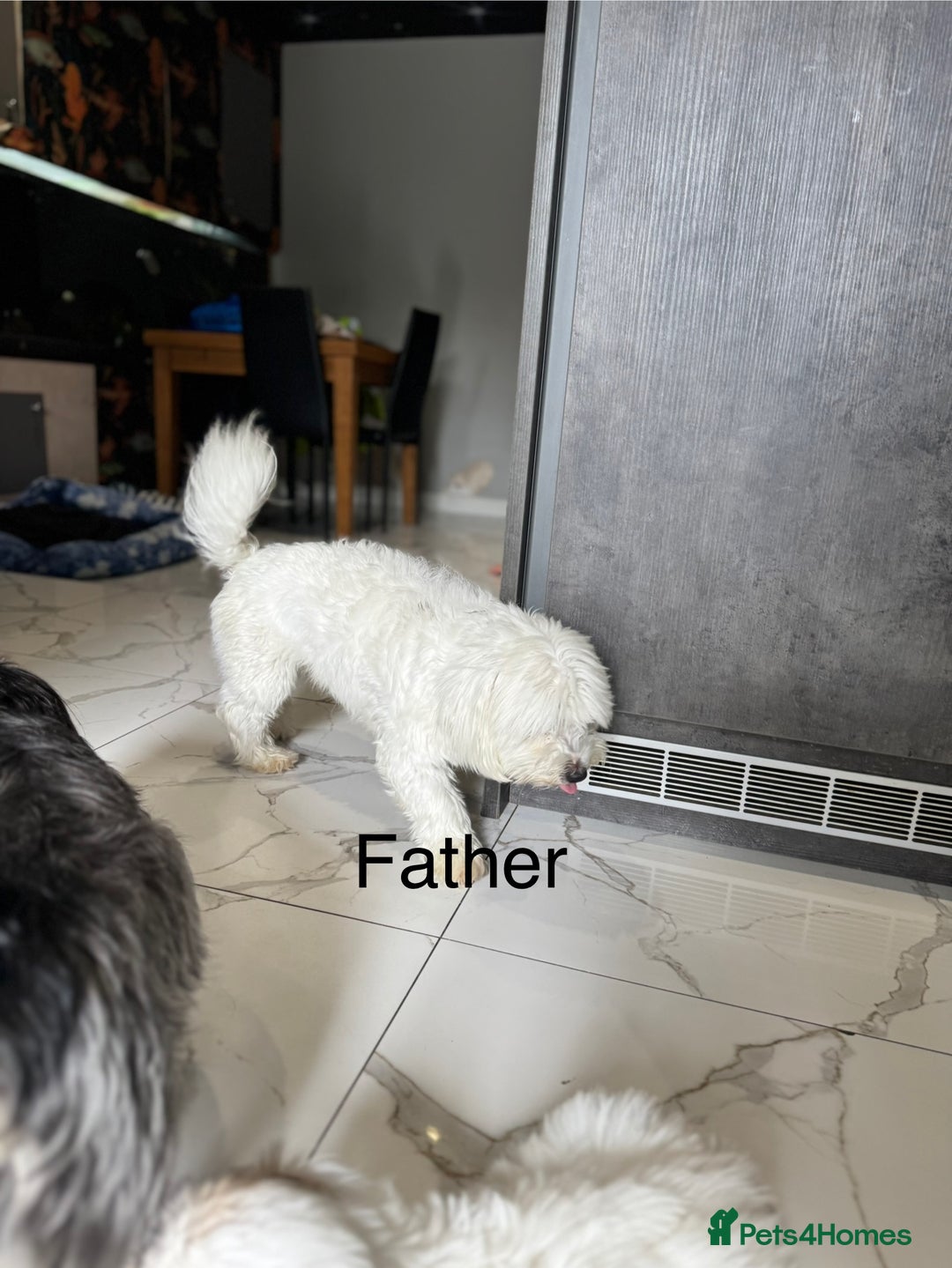 Yochon dogs for sale: Yorkshire Terrier mix with Bichon Maltese - Image 3