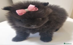 Pomeranian dogs for sale: Beautiful litter xxsmall teddy bear poms  - Image 25