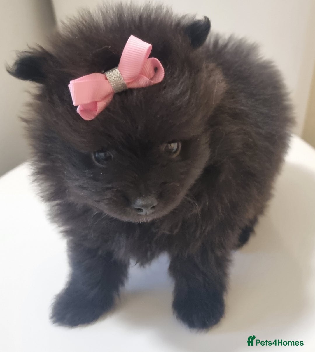 Pomeranian dogs for sale: Beautiful litter xxsmall teddy bear poms  - Image 25