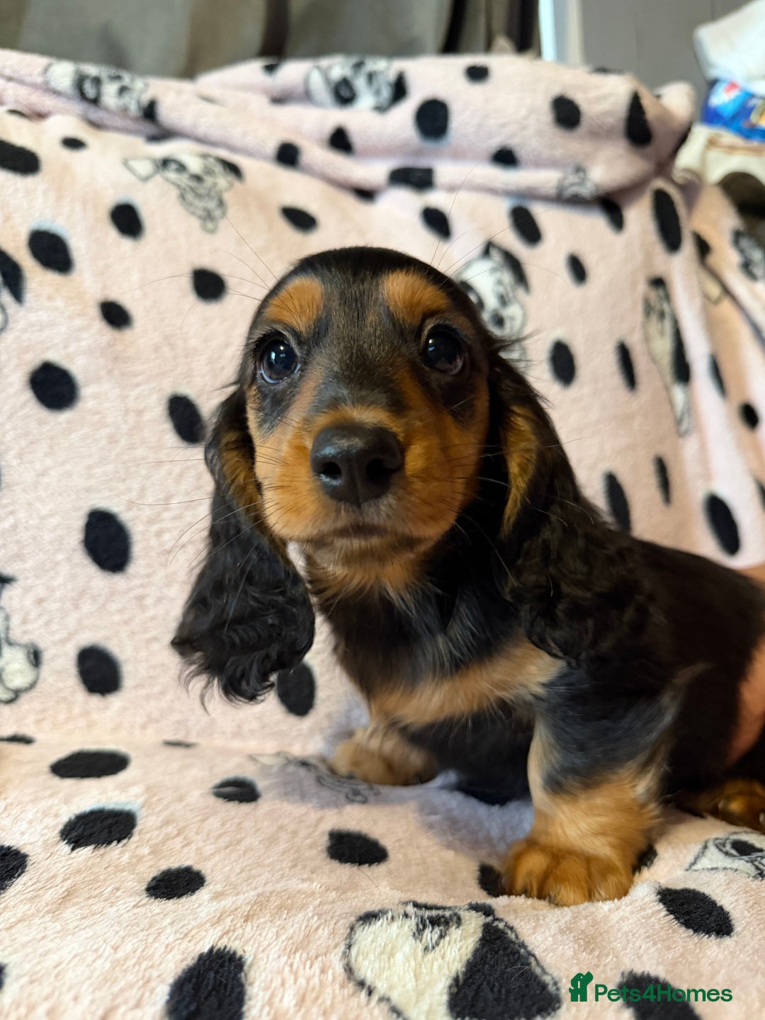 Miniature Dachshund dogs for sale: Beautiful KC silver dapple longhair miniature girl - Advert 35