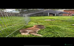 Mini Lop rabbits for sale: Adorable one year old mini lop for sale - Image 1
