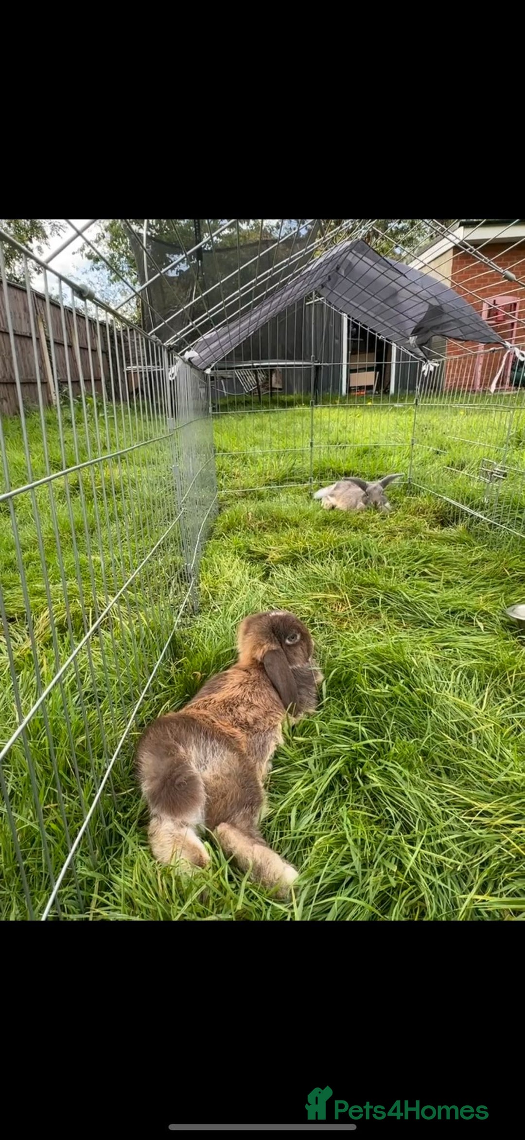 Mini Lop rabbits for sale: Adorable one year old mini lop for sale - Image 1