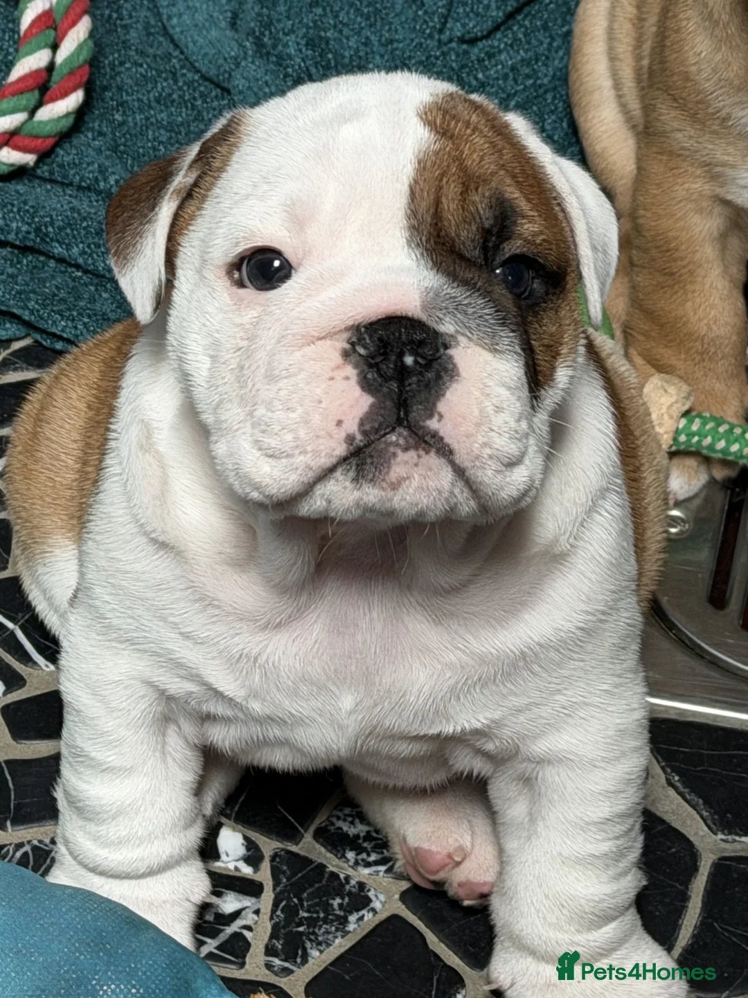 English Bulldog dogs for sale: Champion Line KC Bulldog Puppies Health Tests - Advert 1