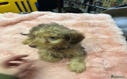 Mixed Breed dogs for sale: Puppies - Image 3