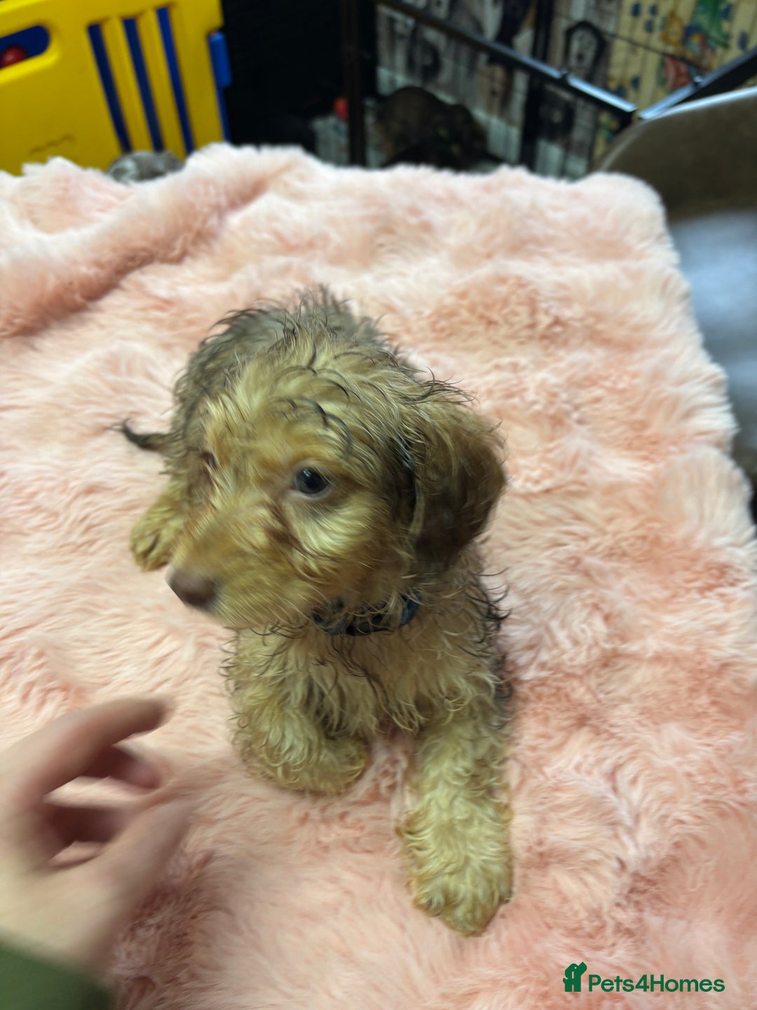 Mixed Breed dogs for sale: Puppies - Image 3