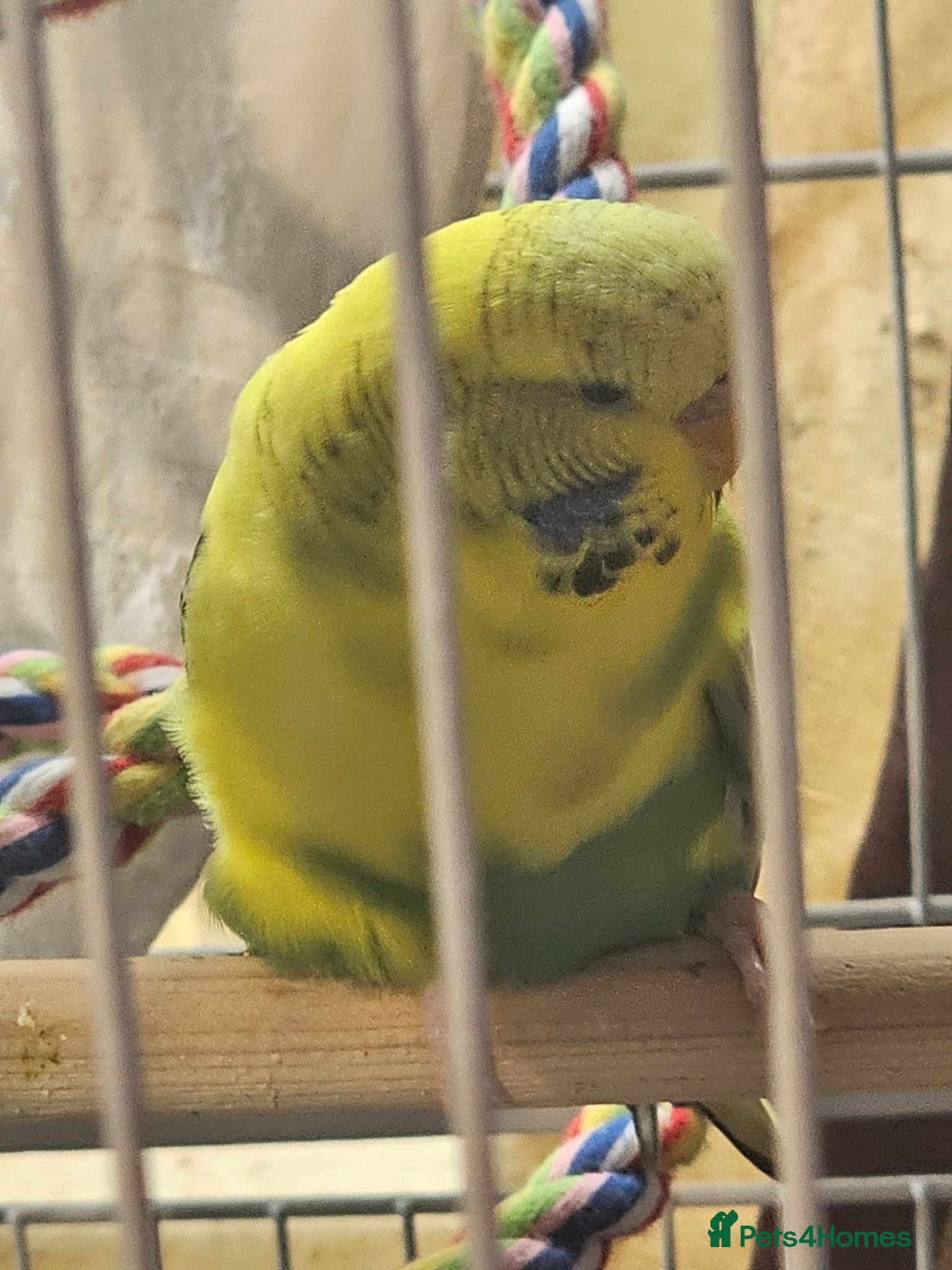 Budgerigars birds Budgie called penny plus cage toys and food  - Advert 1