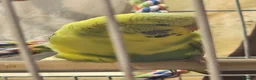 Budgerigars birds for sale: Budgie called penny plus cage toys and food  in Banbury - Advert 1