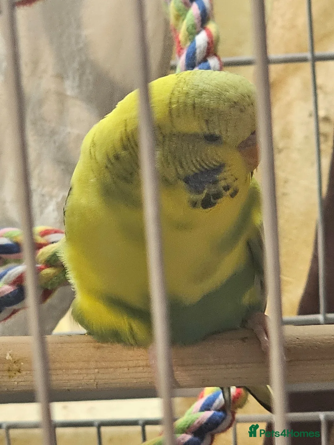 Budgerigars birds for sale: Budgie called penny plus cage toys and food  in Banbury - Advert 1