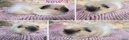 Guinea Pig rodents for sale: Guinea pig sows and boars - Lunkarya & Swiss  - Advert 2