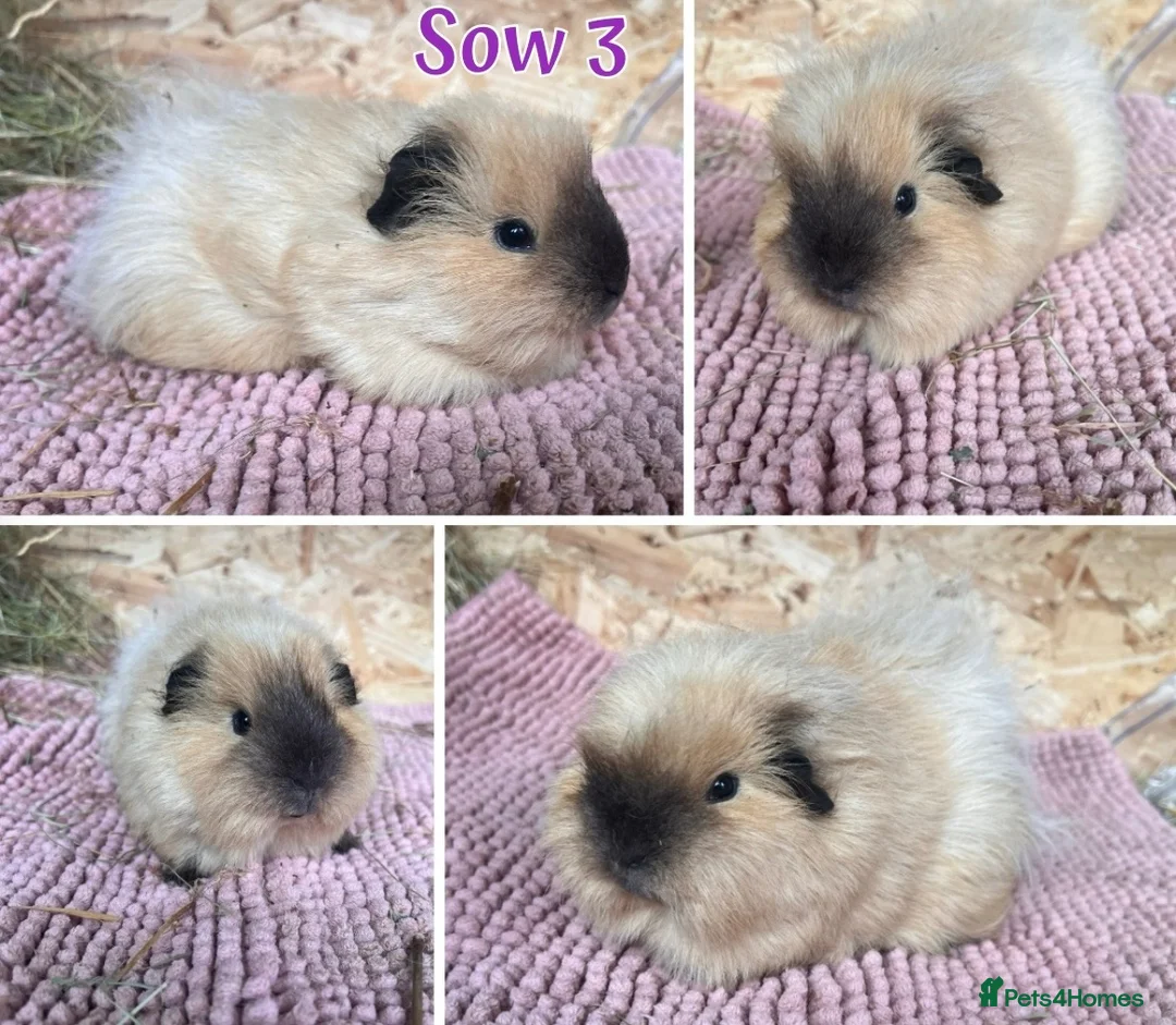 Guinea Pig rodents for sale: Guinea pig sows and boars - Lunkarya & Swiss  - Advert 2