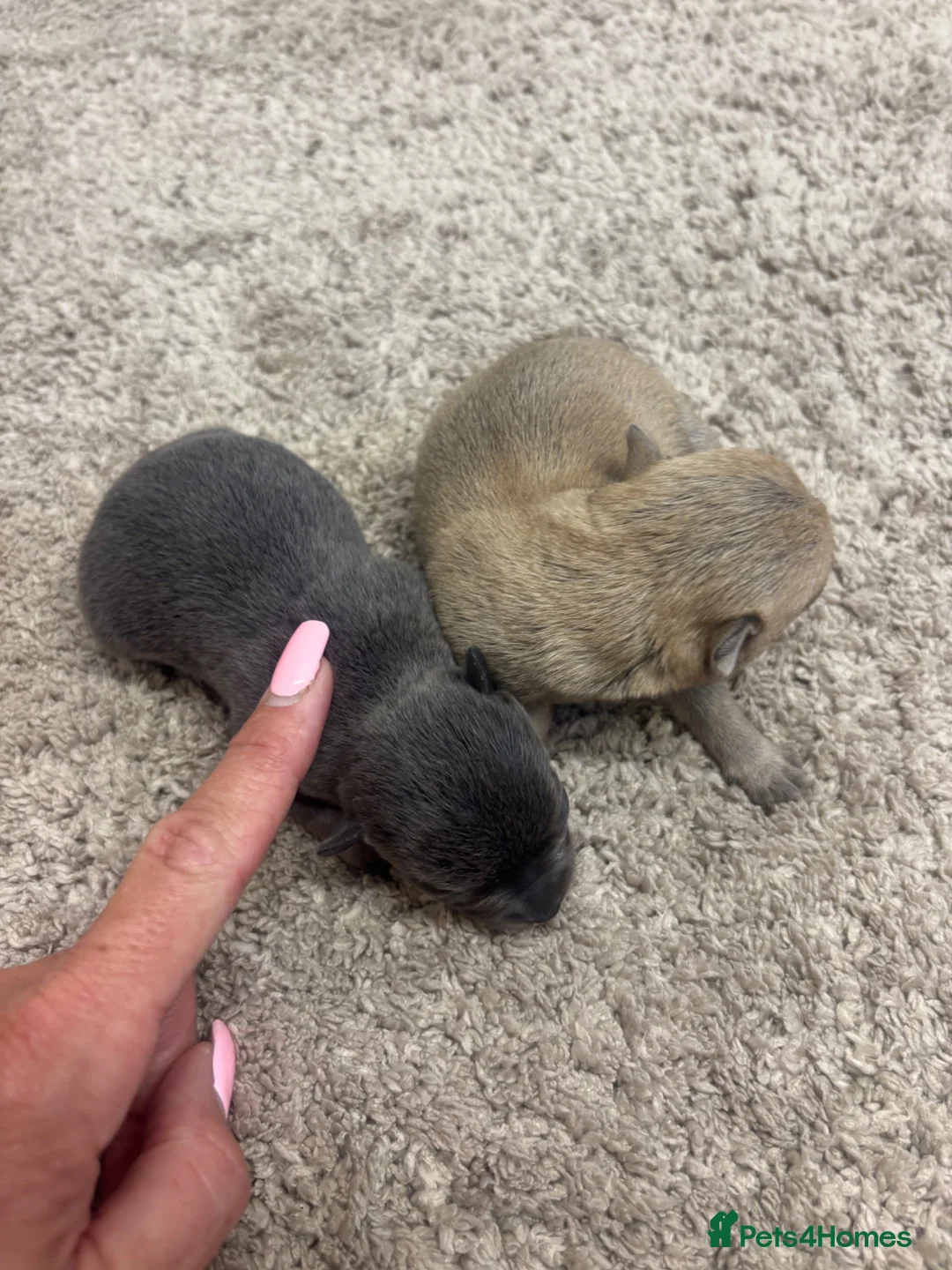 Chihuahua dogs for sale: Teacup Chihuahua puppyS - Advert 2