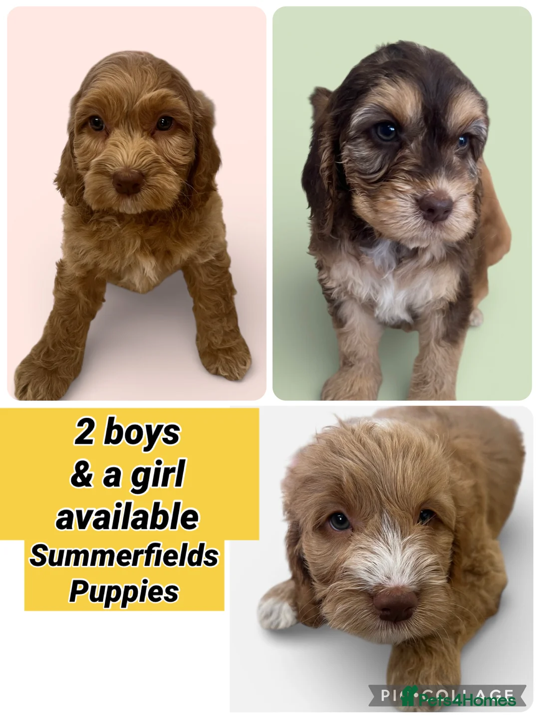 Cockapoo dogs for sale: Beautiful F1 Cockapoos DNA health tested parents.  - Advert 1
