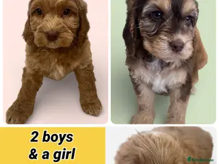 Cockapoo dogs Beautiful F1 Cockapoos DNA health tested parents. - Advert 1