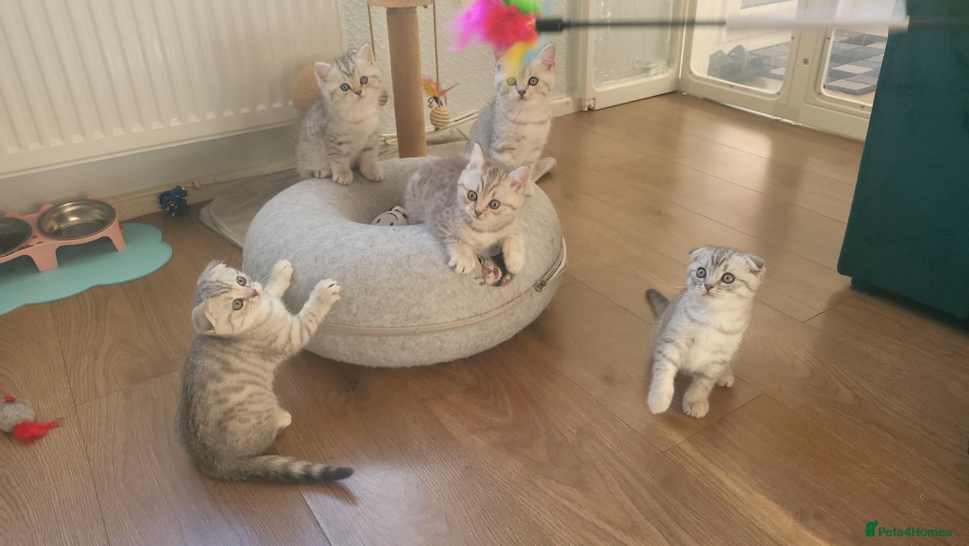 Scottish Fold cats Adorable Scottish fold kittens - Advert 3
