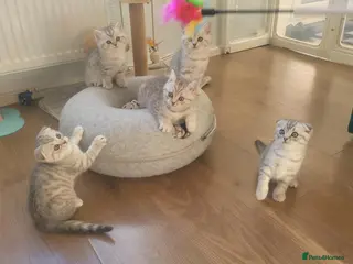 Scottish Fold cats Adorable Scottish fold kittens - Advert 16