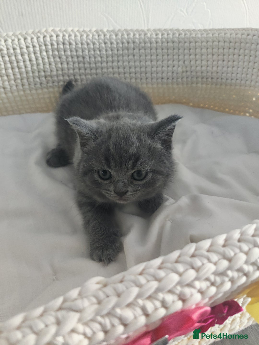 Scottish Fold cats for sale: Scottish fold blue for sale  - Image 3