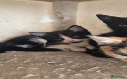 Mixed Breed cats for sale: Kittens  - Image 6