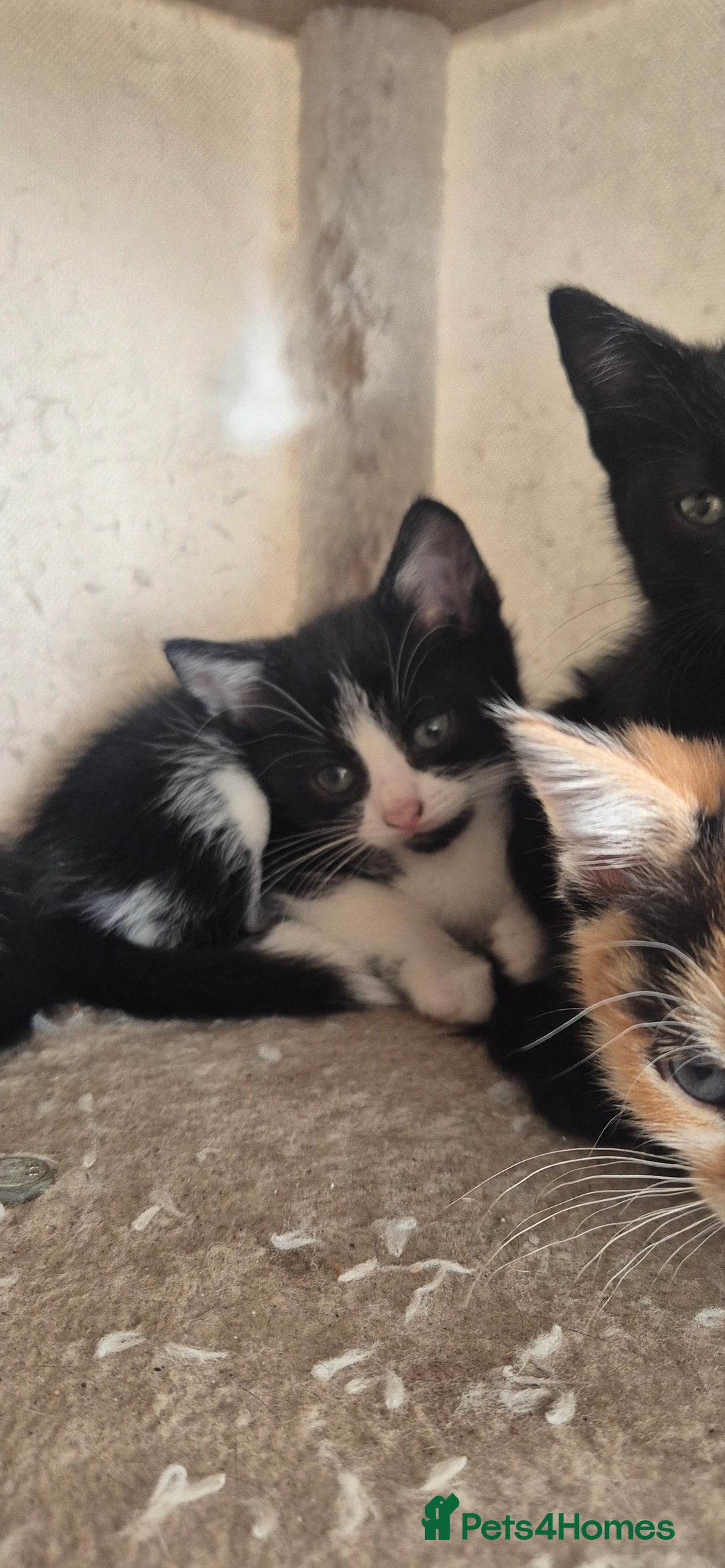 Mixed Breed cats for sale: Kittens  - Image 6