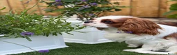 Cavalier King Charles Spaniel dogs for sale: FCI Pedigree Cavalier King Charles Spaniel Girl in Carlisle - Advert 6