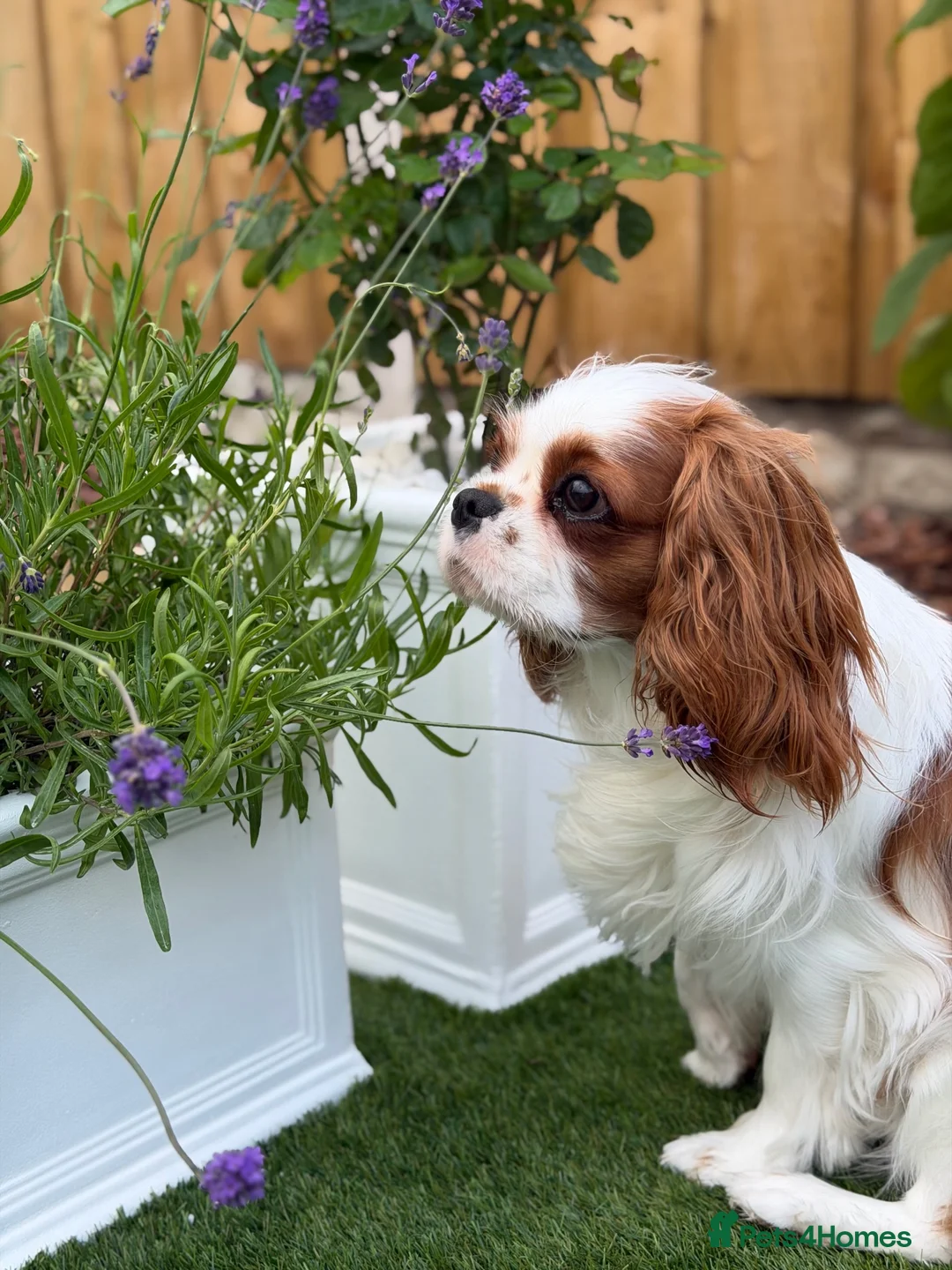 Cavalier King Charles Spaniel dogs for sale: FCI Pedigree Cavalier King Charles Spaniel Girl in Carlisle - Advert 6